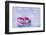 Christmas decoration in the snow, decoration, still life-Andrea Haase-Framed Photographic Print