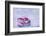 Christmas decoration in the snow, decoration, still life-Andrea Haase-Framed Photographic Print