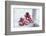 Christmas decoration in the snow, decoration, still life-Andrea Haase-Framed Photographic Print