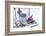 Christmas decoration in the snow, decoration, still life-Andrea Haase-Framed Photographic Print