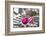 Christmas decoration in the snow, decoration, still life-Andrea Haase-Framed Photographic Print