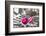 Christmas decoration in the snow, decoration, still life-Andrea Haase-Framed Photographic Print