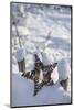 Christmas decoration in the snow, still life-Andrea Haase-Mounted Photographic Print