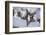 Christmas decoration in the snow, still life-Andrea Haase-Framed Photographic Print