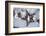 Christmas decoration in the snow, still life-Andrea Haase-Framed Photographic Print