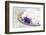 Christmas Decoration Purple Pink Ones-Andrea Haase-Framed Photographic Print