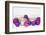 Christmas Decoration Purple Pink Ones-Andrea Haase-Framed Photographic Print