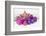 Christmas Decoration Purple Pink Ones-Andrea Haase-Framed Photographic Print