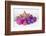 Christmas Decoration Purple Pink Ones-Andrea Haase-Framed Photographic Print