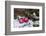 Christmas Decoration, Still Life-Andrea Haase-Framed Photographic Print