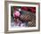 Christmas Decoration, Still Life-Andrea Haase-Framed Photographic Print