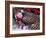 Christmas Decoration, Still Life-Andrea Haase-Framed Photographic Print