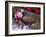 Christmas Decoration, Still Life-Andrea Haase-Framed Photographic Print