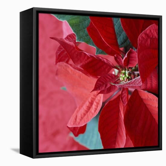 Christmas Decorations-Sean Justice-Framed Premier Image Canvas