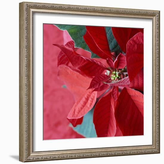 Christmas Decorations-Sean Justice-Framed Photographic Print