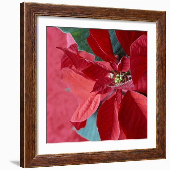 Christmas Decorations-Sean Justice-Framed Photographic Print