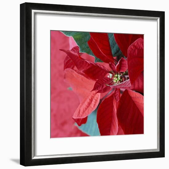 Christmas Decorations-Sean Justice-Framed Photographic Print