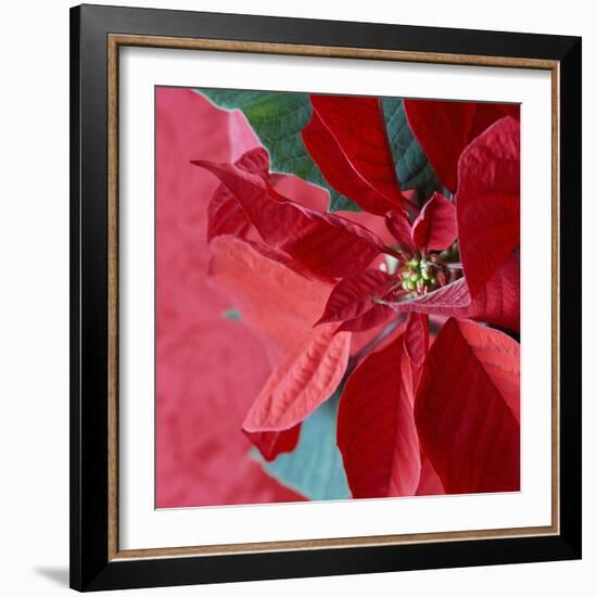 Christmas Decorations-Sean Justice-Framed Photographic Print