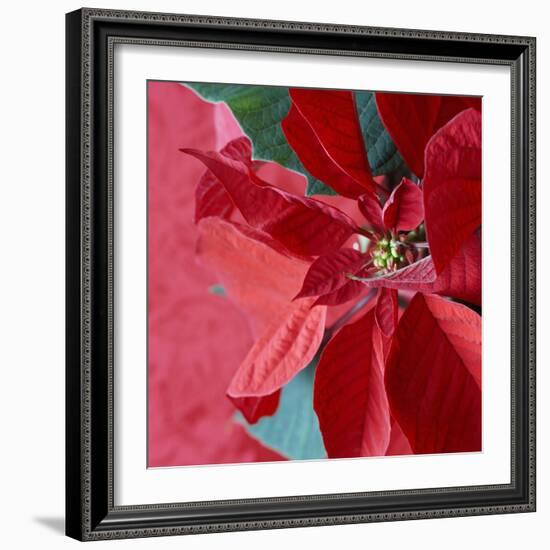 Christmas Decorations-Sean Justice-Framed Photographic Print