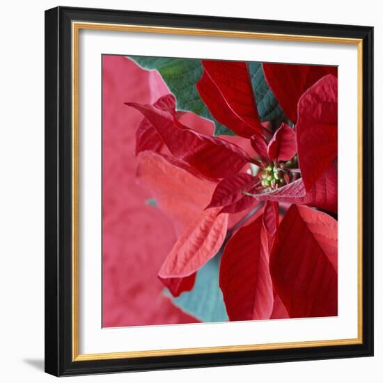 Christmas Decorations-Sean Justice-Framed Photographic Print