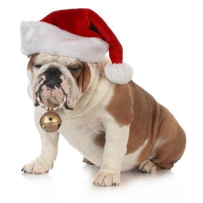 Christmas Dog - English Bulldog Wearing 