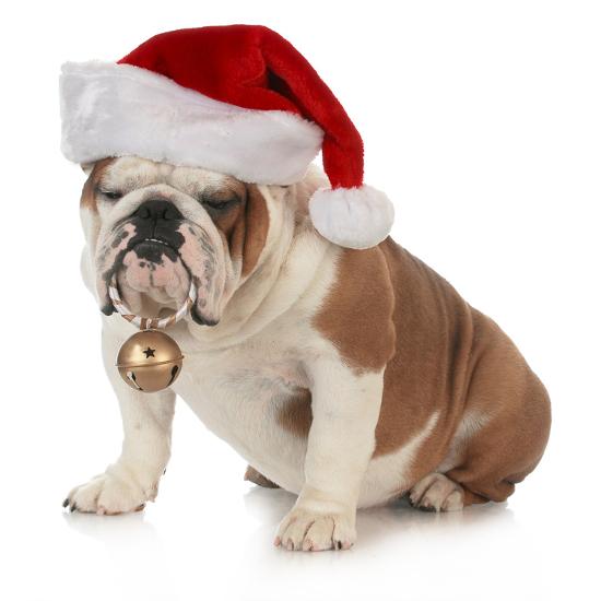 christmas-dog-english-bulldog-wearing-santa-hat-holding-christmas-bell_u-l-q103a060.jpg