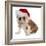 Christmas Dog - English Bulldog Wearing Santa Hat Holding Christmas Bell-Willee Cole-Framed Photographic Print