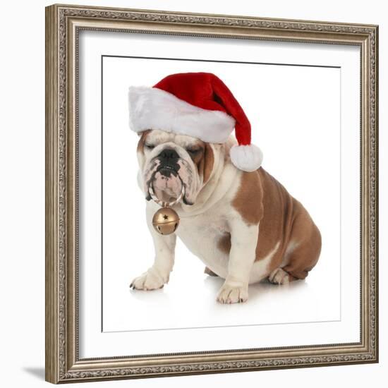 Christmas Dog - English Bulldog Wearing Santa Hat Holding Christmas Bell-Willee Cole-Framed Photographic Print