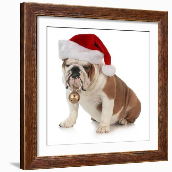 Christmas Dog - English Bulldog Wearing Santa Hat Holding Christmas Bell-Willee Cole-Framed Photographic Print