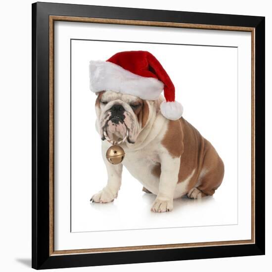 Christmas Dog - English Bulldog Wearing Santa Hat Holding Christmas Bell-Willee Cole-Framed Photographic Print