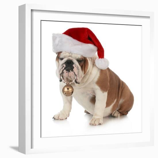 Christmas Dog - English Bulldog Wearing Santa Hat Holding Christmas Bell-Willee Cole-Framed Photographic Print