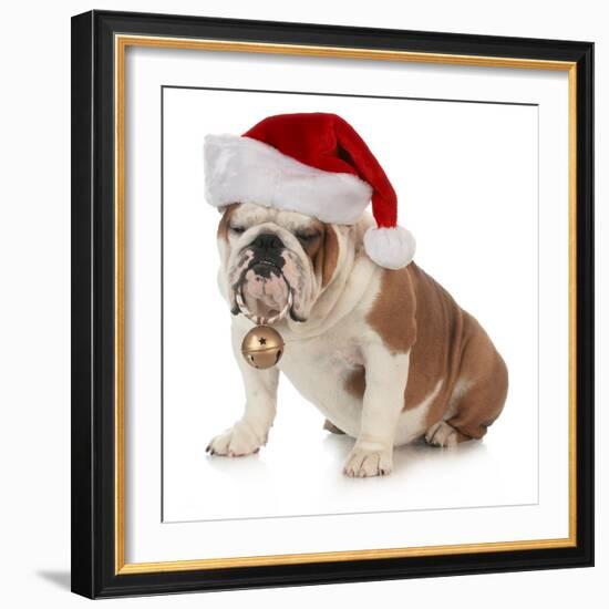 Christmas Dog - English Bulldog Wearing Santa Hat Holding Christmas Bell-Willee Cole-Framed Photographic Print