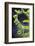 Christmas Fern, Polystichum Acrostichoides, in Durham, New Hampshire-Jerry & Marcy Monkman-Framed Photographic Print