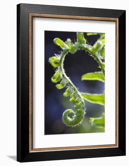 Christmas Fern, Polystichum Acrostichoides, in Durham, New Hampshire-Jerry & Marcy Monkman-Framed Photographic Print