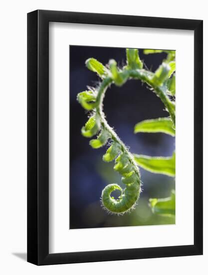 Christmas Fern, Polystichum Acrostichoides, in Durham, New Hampshire-Jerry & Marcy Monkman-Framed Photographic Print