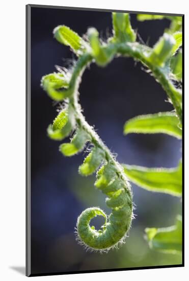 Christmas Fern, Polystichum Acrostichoides, in Durham, New Hampshire-Jerry & Marcy Monkman-Mounted Photographic Print