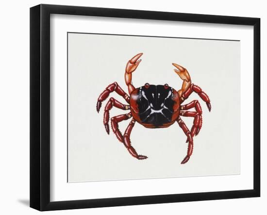 Christmas Island Red Crab (Gecarcoidea Natalis), Gecarcinidae, Artwork by Rebecca Hardy-null-Framed Giclee Print