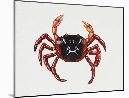 Christmas Island Red Crab (Gecarcoidea Natalis), Gecarcinidae, Artwork by Rebecca Hardy-null-Mounted Giclee Print