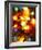 Christmas Lights-Randy Faris-Framed Photographic Print