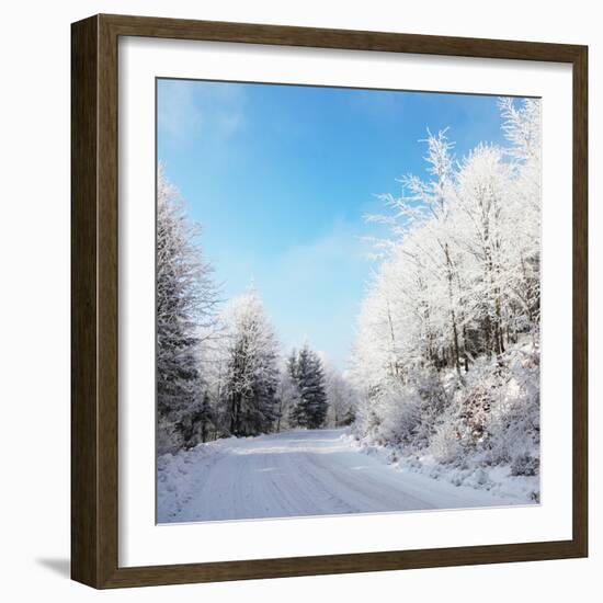 Christmas Morning. Snowy Winter Forest and Knurled Wide Trails.-kavram-Framed Photographic Print