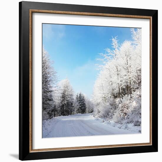 Christmas Morning. Snowy Winter Forest and Knurled Wide Trails.-kavram-Framed Photographic Print