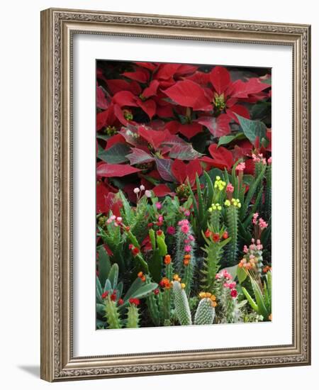 Christmas Poinsettias with Flowering Cactus in Market, San Miguel De Allende, Mexico-Nancy Rotenberg-Framed Photographic Print