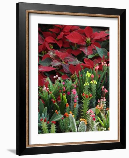 Christmas Poinsettias with Flowering Cactus in Market, San Miguel De Allende, Mexico-Nancy Rotenberg-Framed Photographic Print