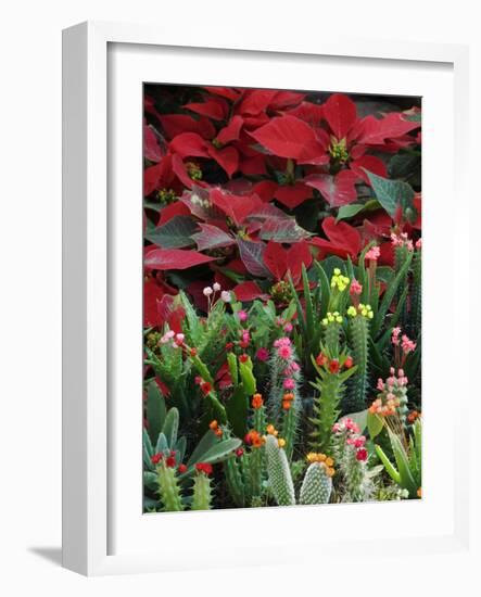 Christmas Poinsettias with Flowering Cactus in Market, San Miguel De Allende, Mexico-Nancy Rotenberg-Framed Photographic Print