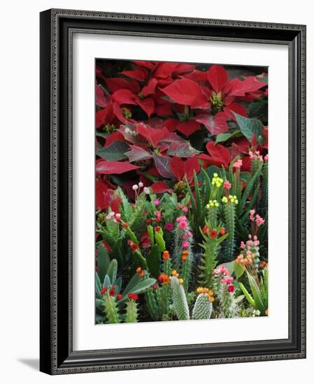 Christmas Poinsettias with Flowering Cactus in Market, San Miguel De Allende, Mexico-Nancy Rotenberg-Framed Photographic Print