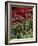 Christmas Poinsettias with Flowering Cactus in Market, San Miguel De Allende, Mexico-Nancy Rotenberg-Framed Photographic Print