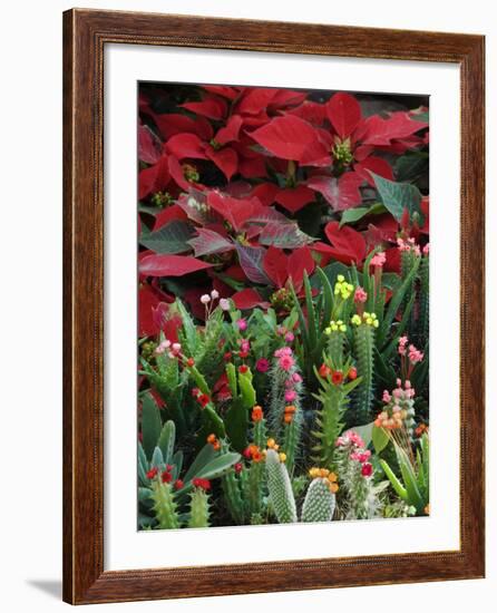 Christmas Poinsettias with Flowering Cactus in Market, San Miguel De Allende, Mexico-Nancy Rotenberg-Framed Photographic Print