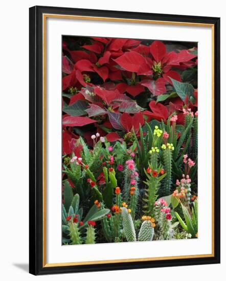 Christmas Poinsettias with Flowering Cactus in Market, San Miguel De Allende, Mexico-Nancy Rotenberg-Framed Photographic Print