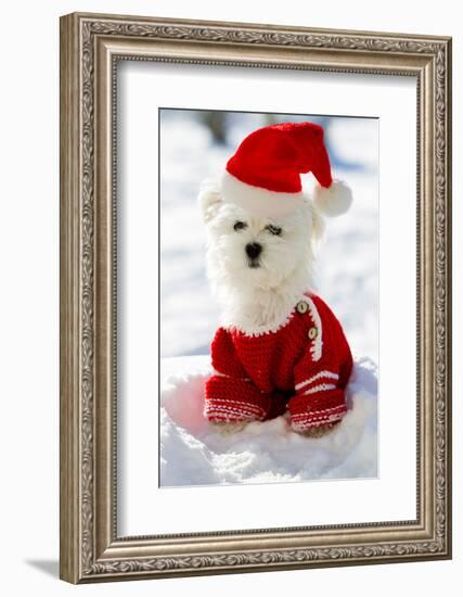 Christmas Puppy, Winter - Portrait of Maltese Puppy in Santa Hat Sitting in Snow-Gorilla-Framed Photographic Print