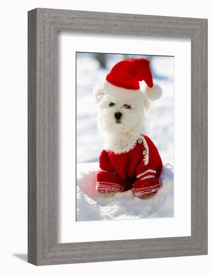 Christmas Puppy, Winter - Portrait of Maltese Puppy in Santa Hat Sitting in Snow-Gorilla-Framed Photographic Print